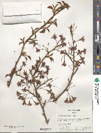 Prunus campanulata image