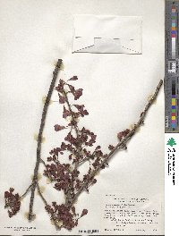 Prunus campanulata image