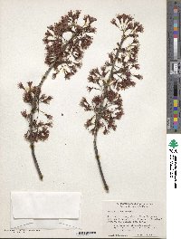 Prunus campanulata image