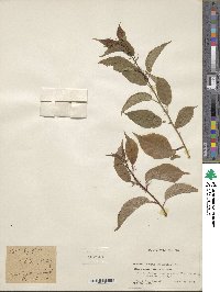 Prunus campanulata image