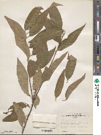 Prunus serotina var. capuli image