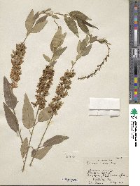 Prunus serotina var. capuli image