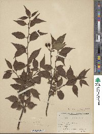 Prunus canescens image