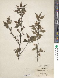 Prunus canescens image