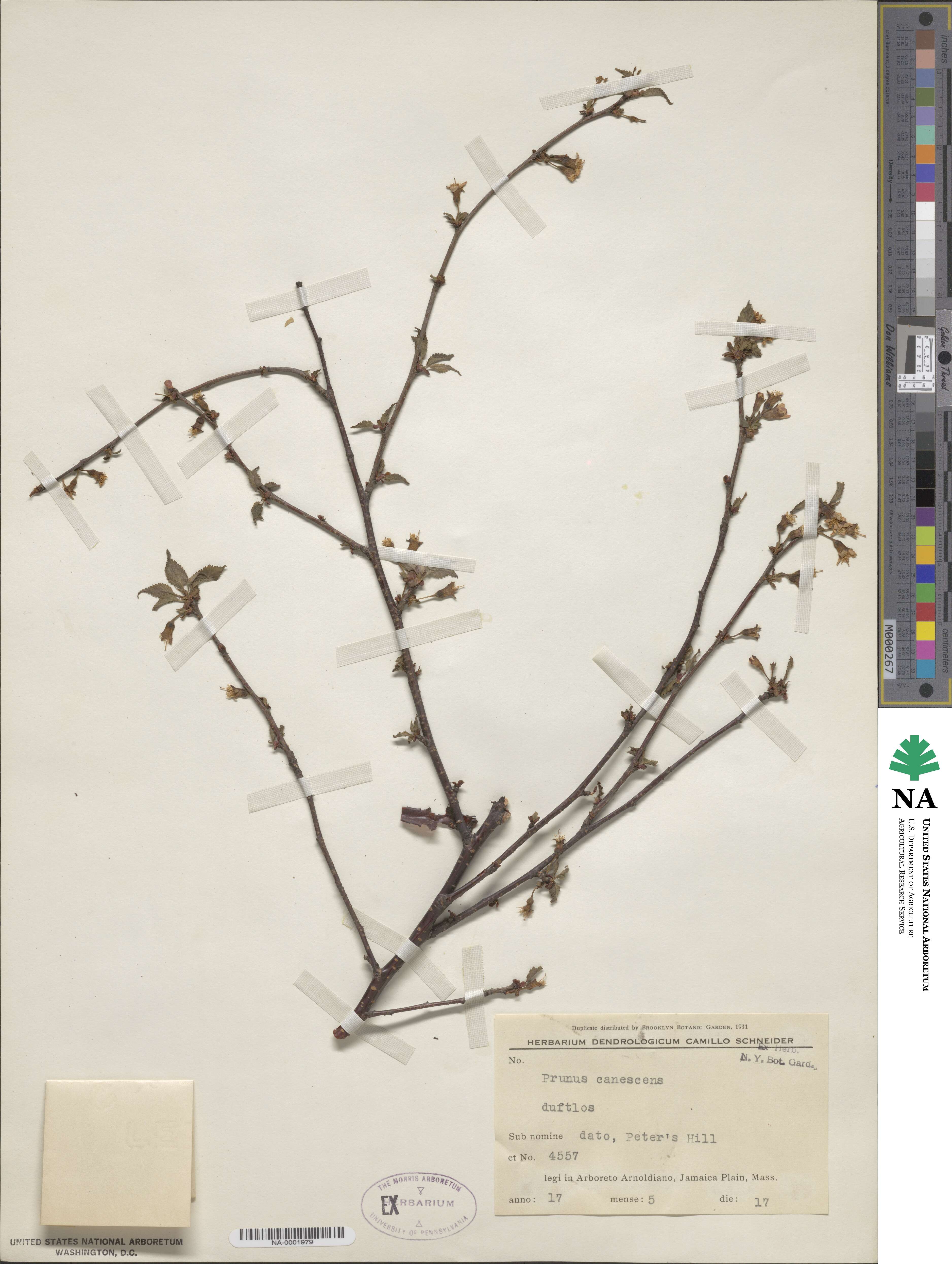 Prunus canescens image