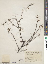 Prunus canescens image