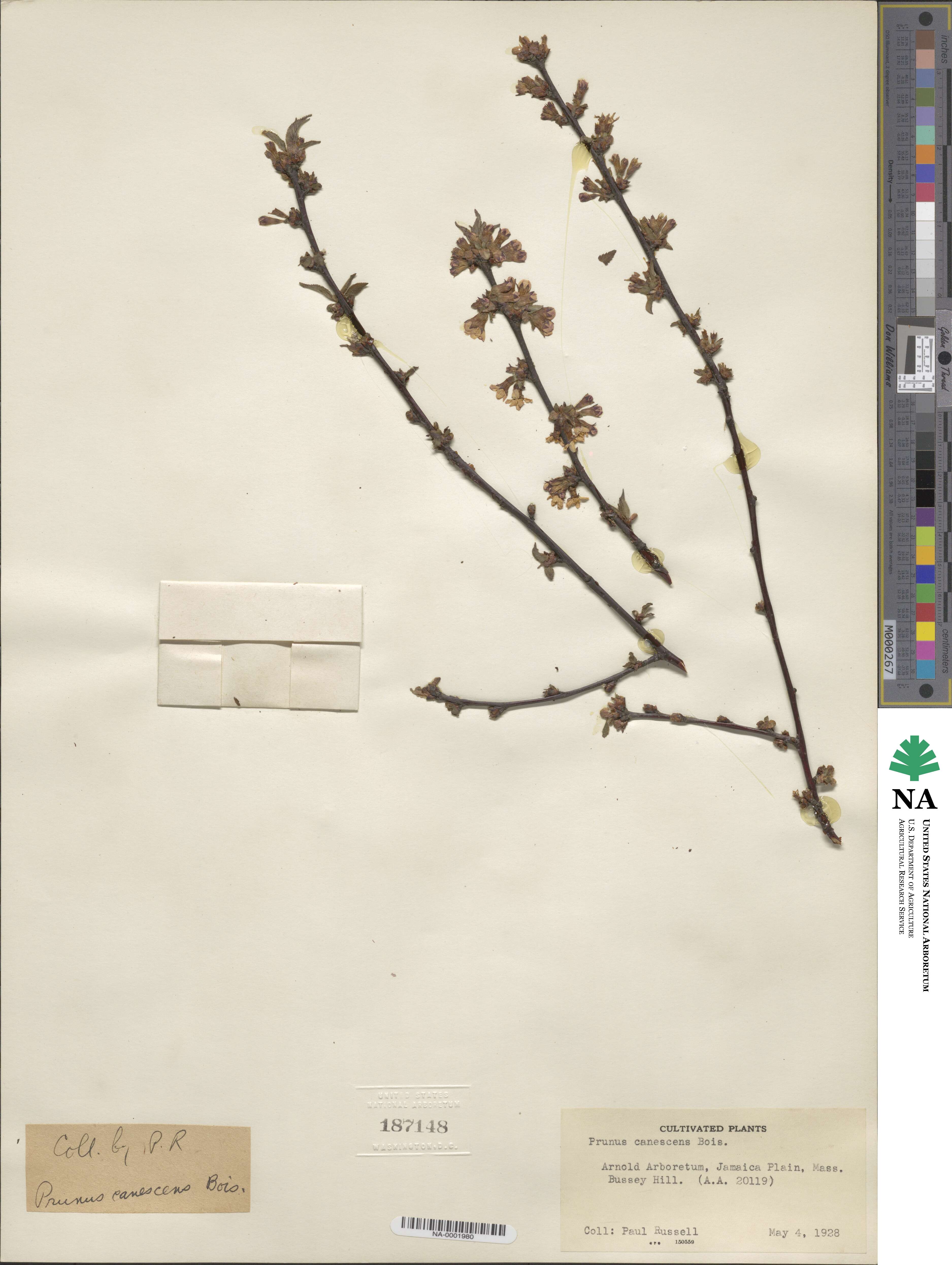 Prunus canescens image