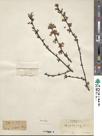 Prunus canescens image