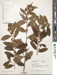 Prunus caroliniana image