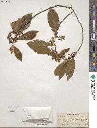 Prunus caroliniana image