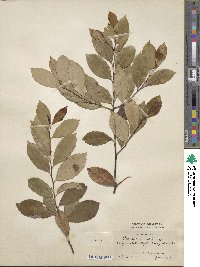 Prunus caroliniana image