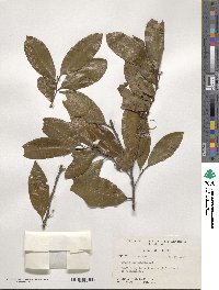 Prunus caroliniana image