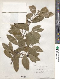 Prunus caroliniana image