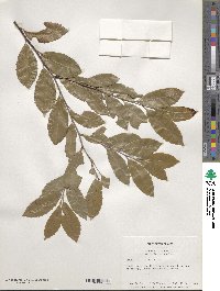 Prunus caroliniana image