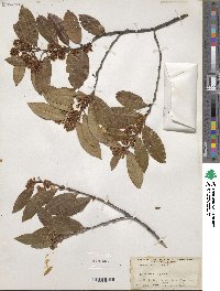 Prunus caroliniana image