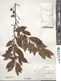 Prunus caroliniana image