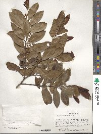 Prunus caroliniana image