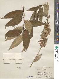 Prunus serotina var. capuli image