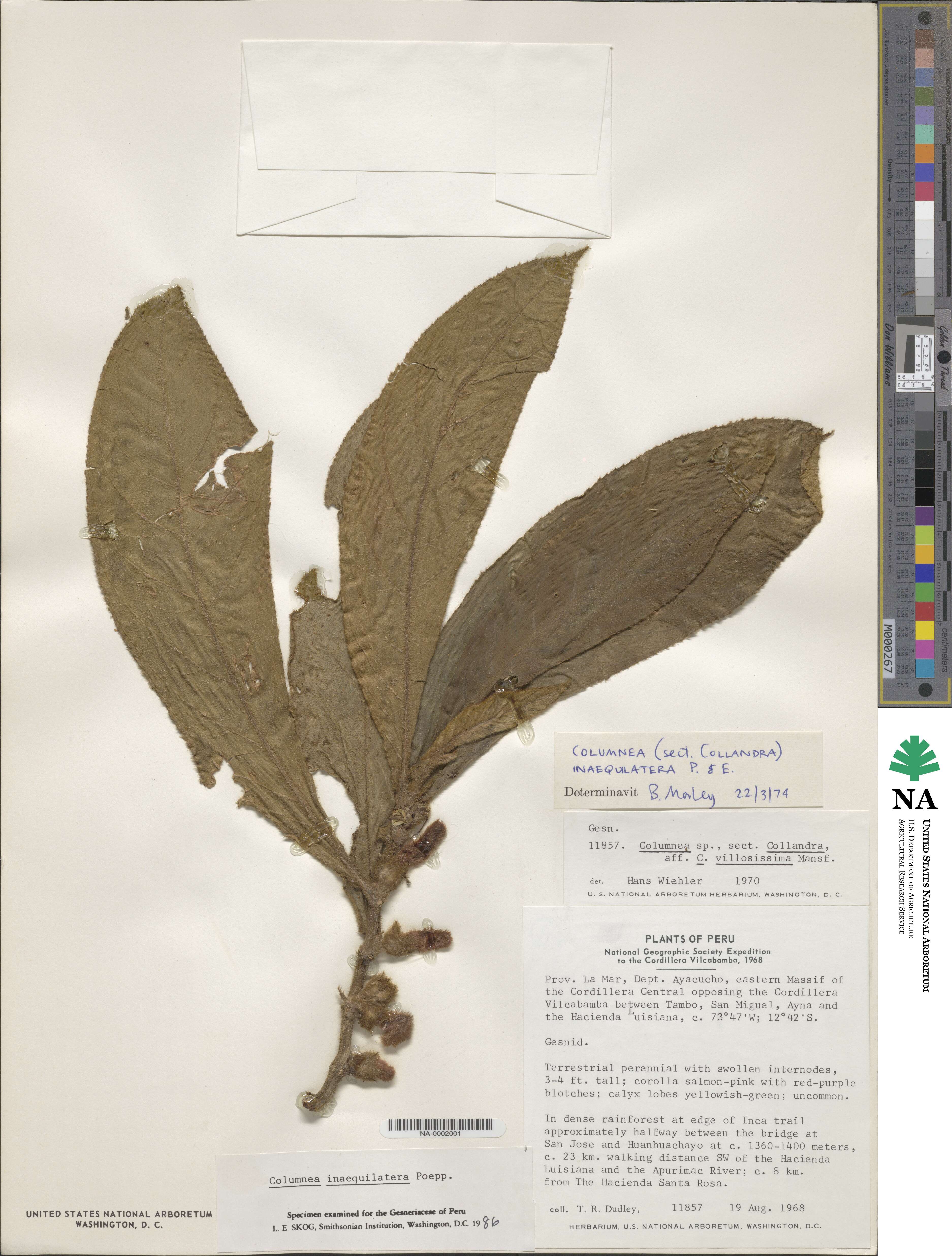 Columnea inaequilatera image