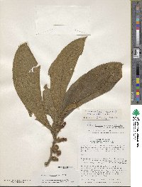 Columnea inaequilatera image