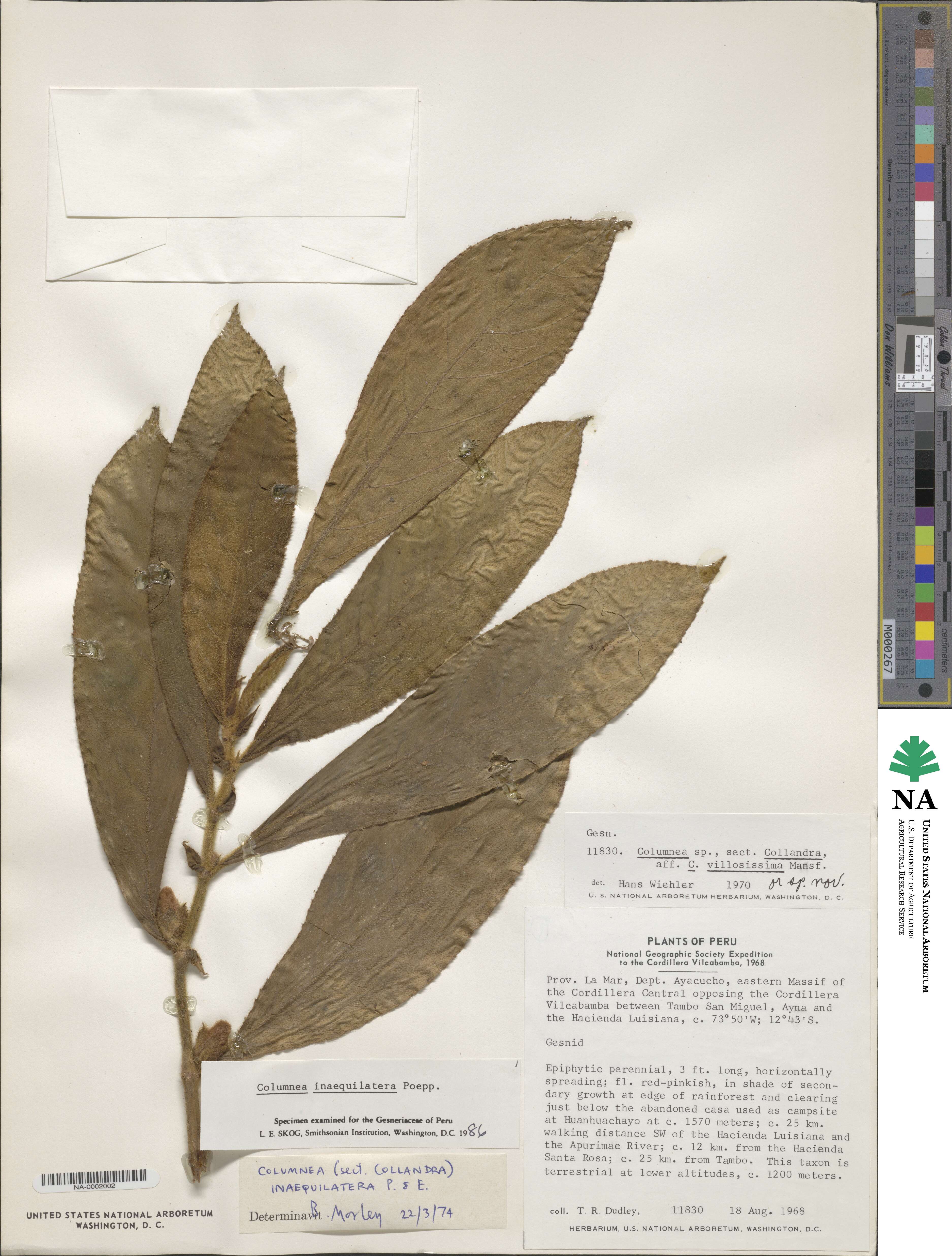 Columnea inaequilatera image