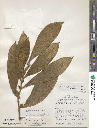 Columnea inaequilatera image