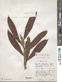 Image of Columnea guttata