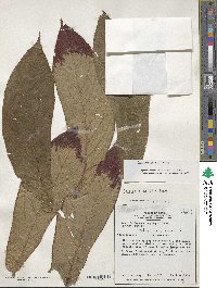 Columnea guttata image