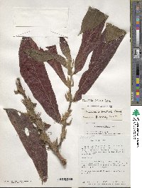 Columnea guttata image