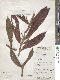 Columnea guttata image