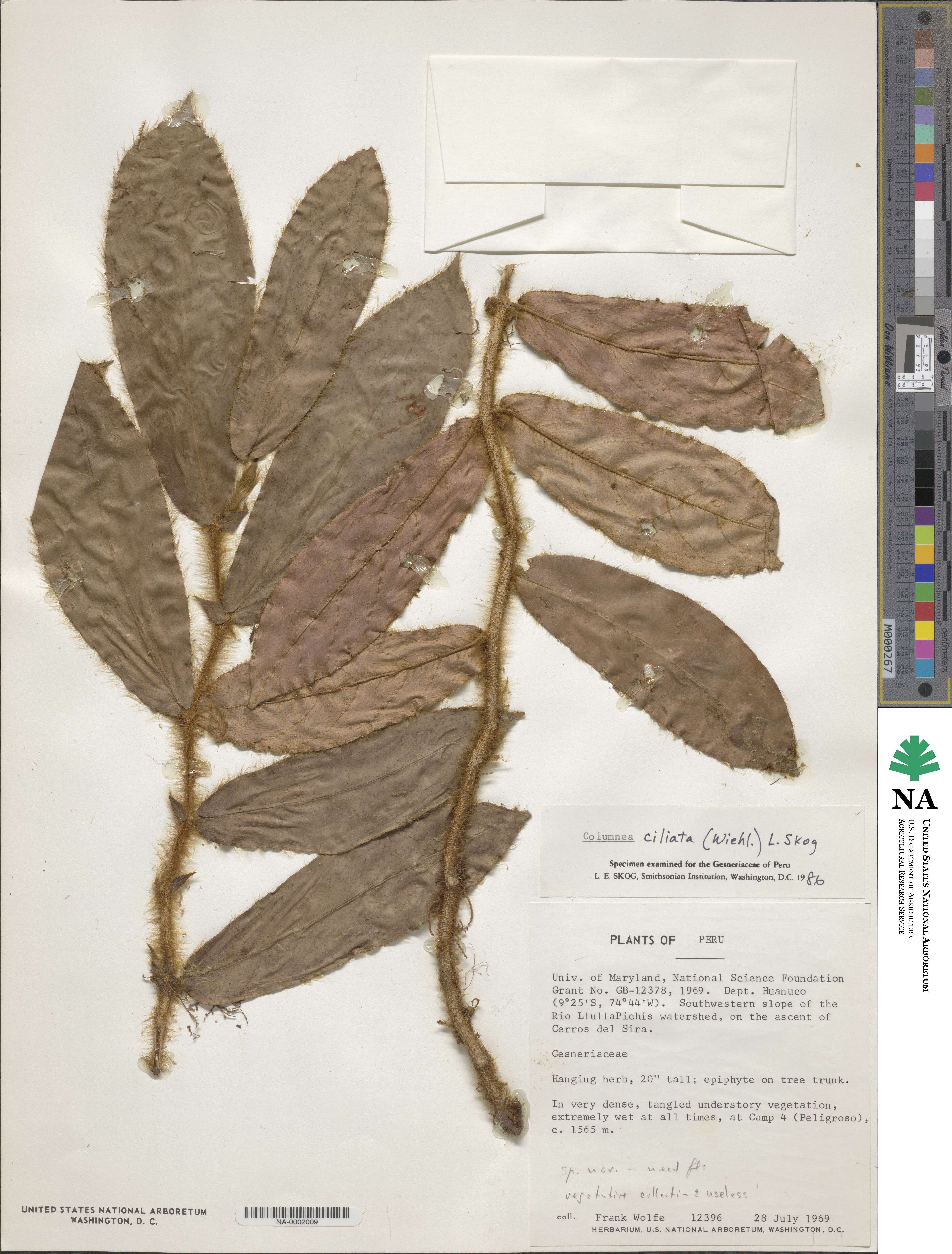 Columnea ciliata image