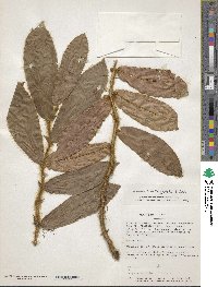 Image of Columnea ciliata