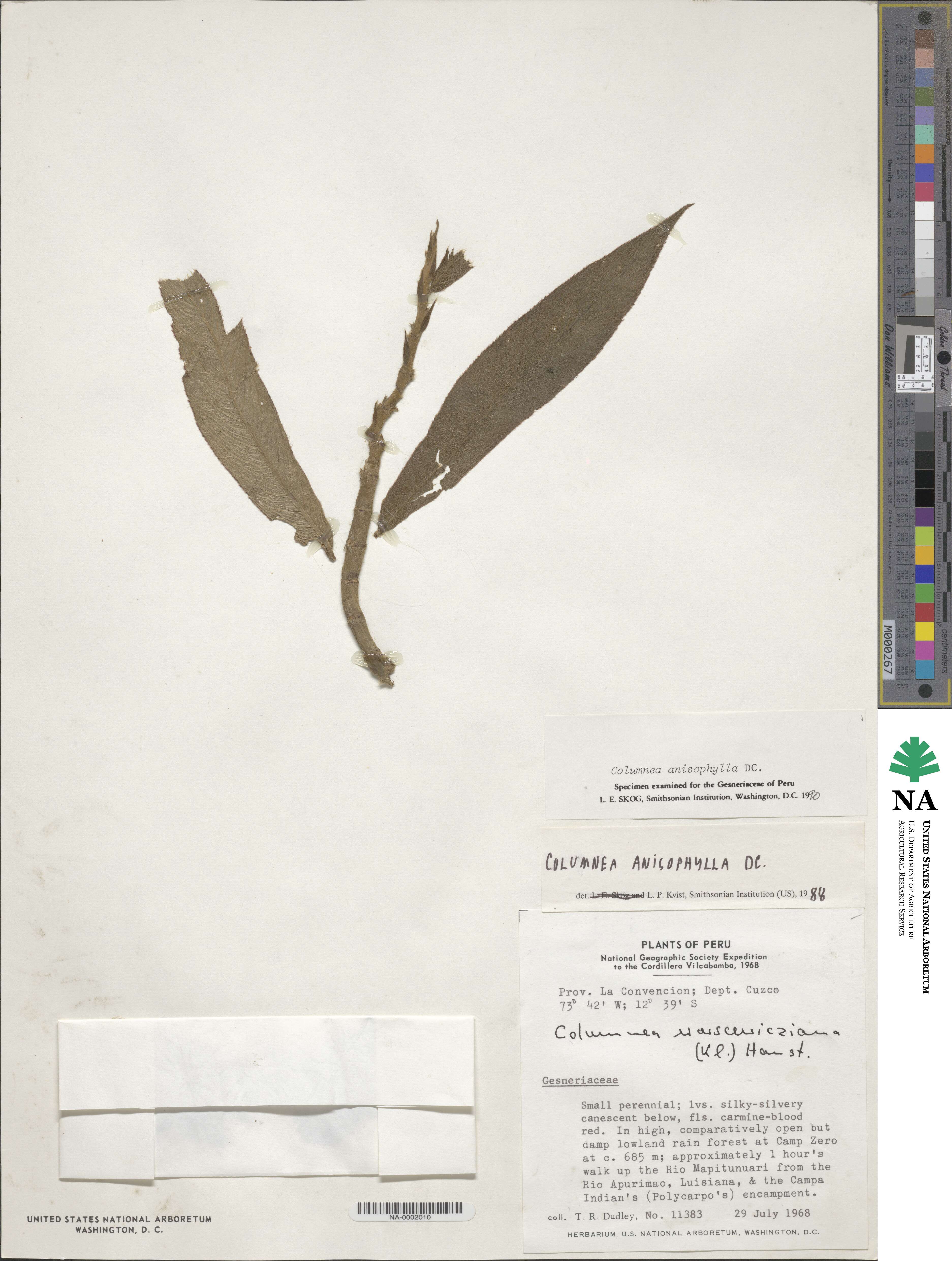 Columnea anisophylla image