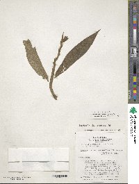 Image of Columnea anisophylla