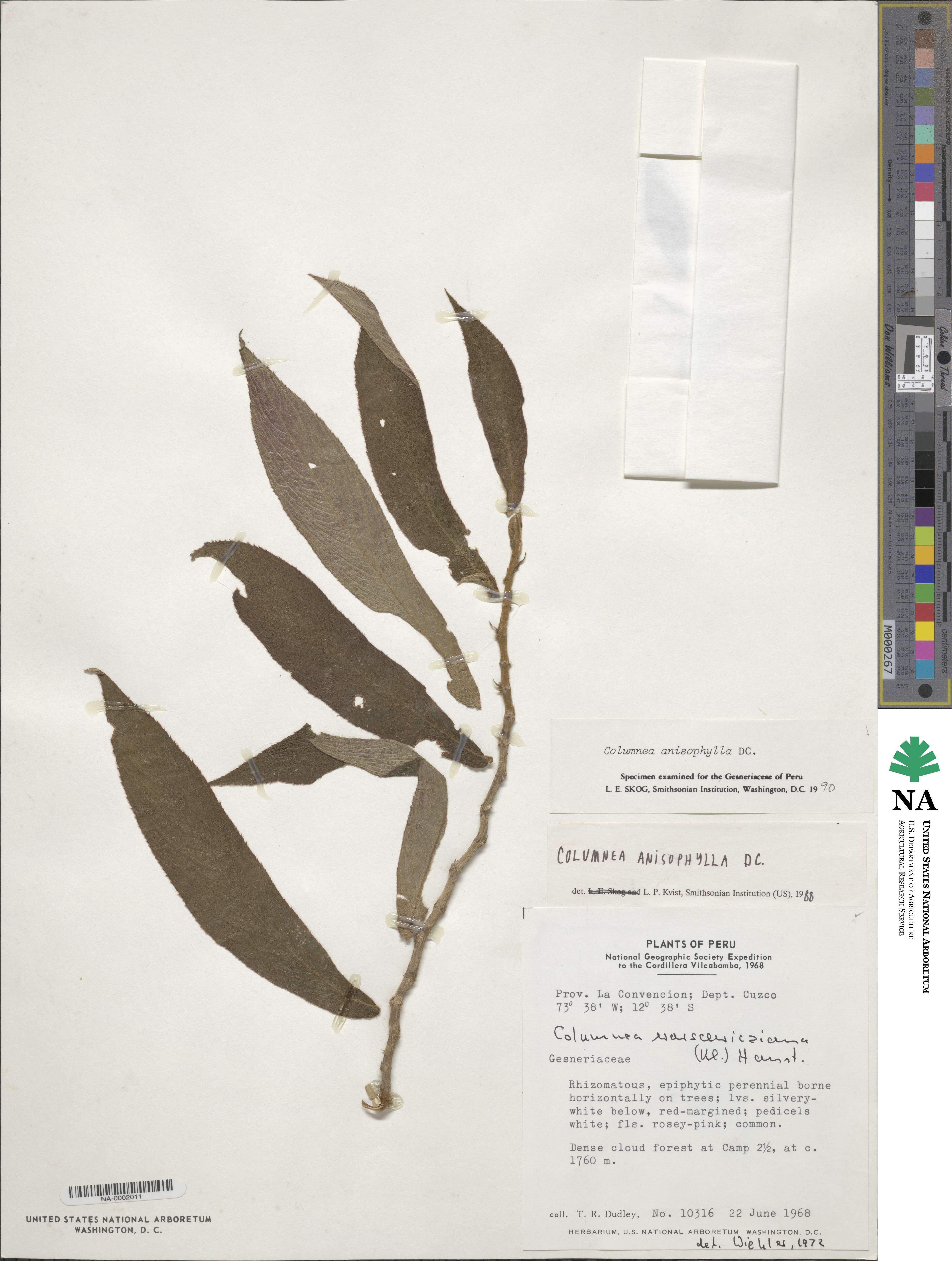 Columnea anisophylla image