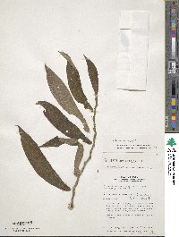 Columnea anisophylla image
