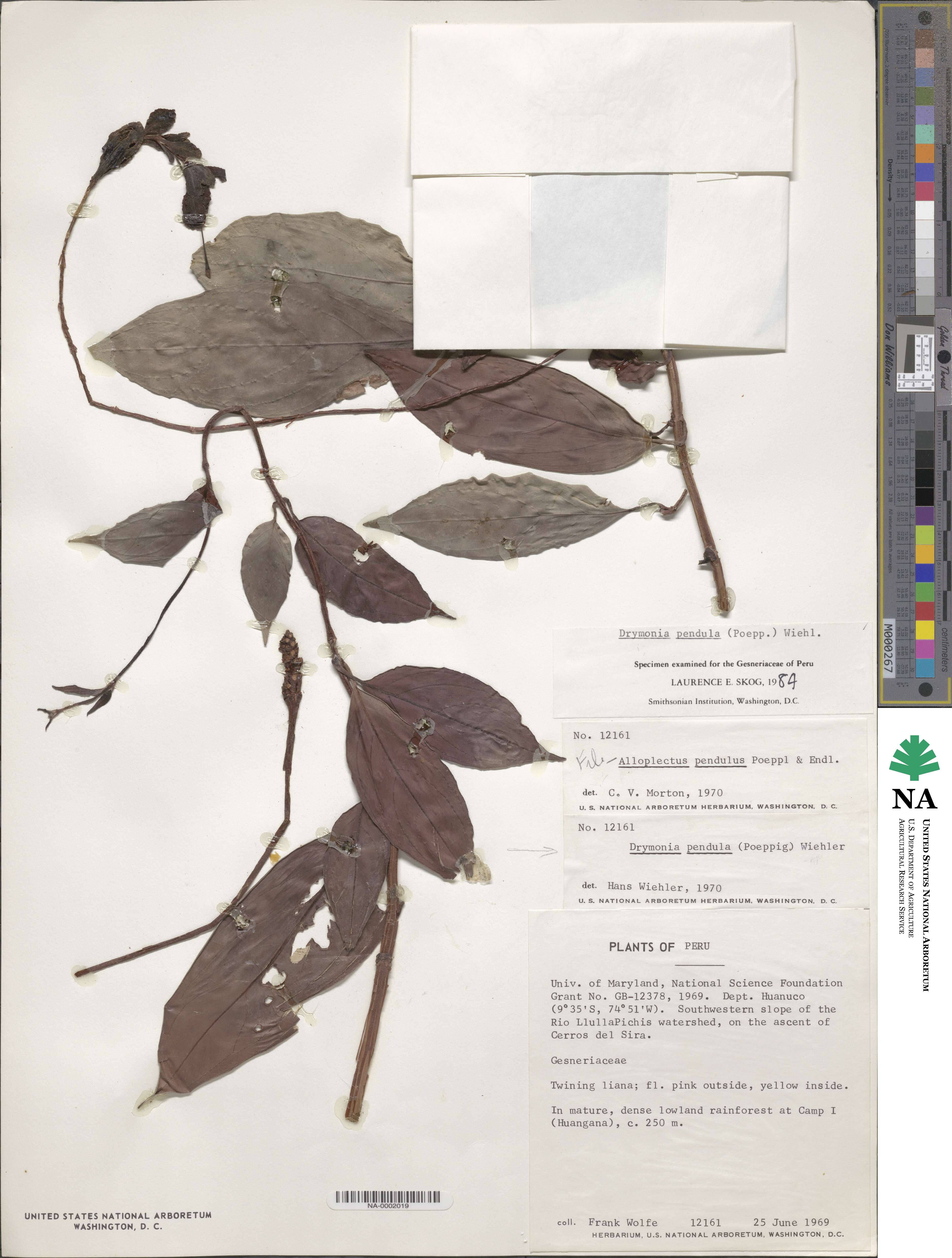 Drymonia pendula image