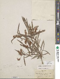 Salix exigua image