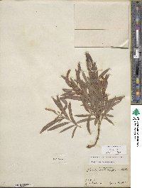 Salix exigua image