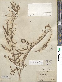 Salix sessilifolia image