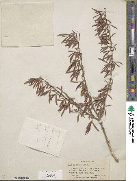 Salix sessilifolia image