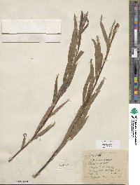 Salix sessilifolia image