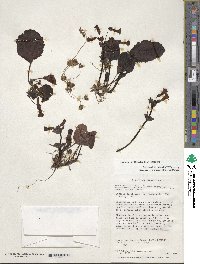 Ourisia ruellioides image