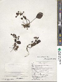 Ourisia ruellioides image