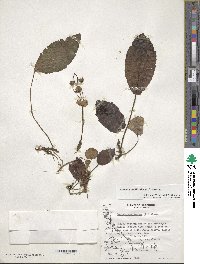 Ourisia ruellioides image