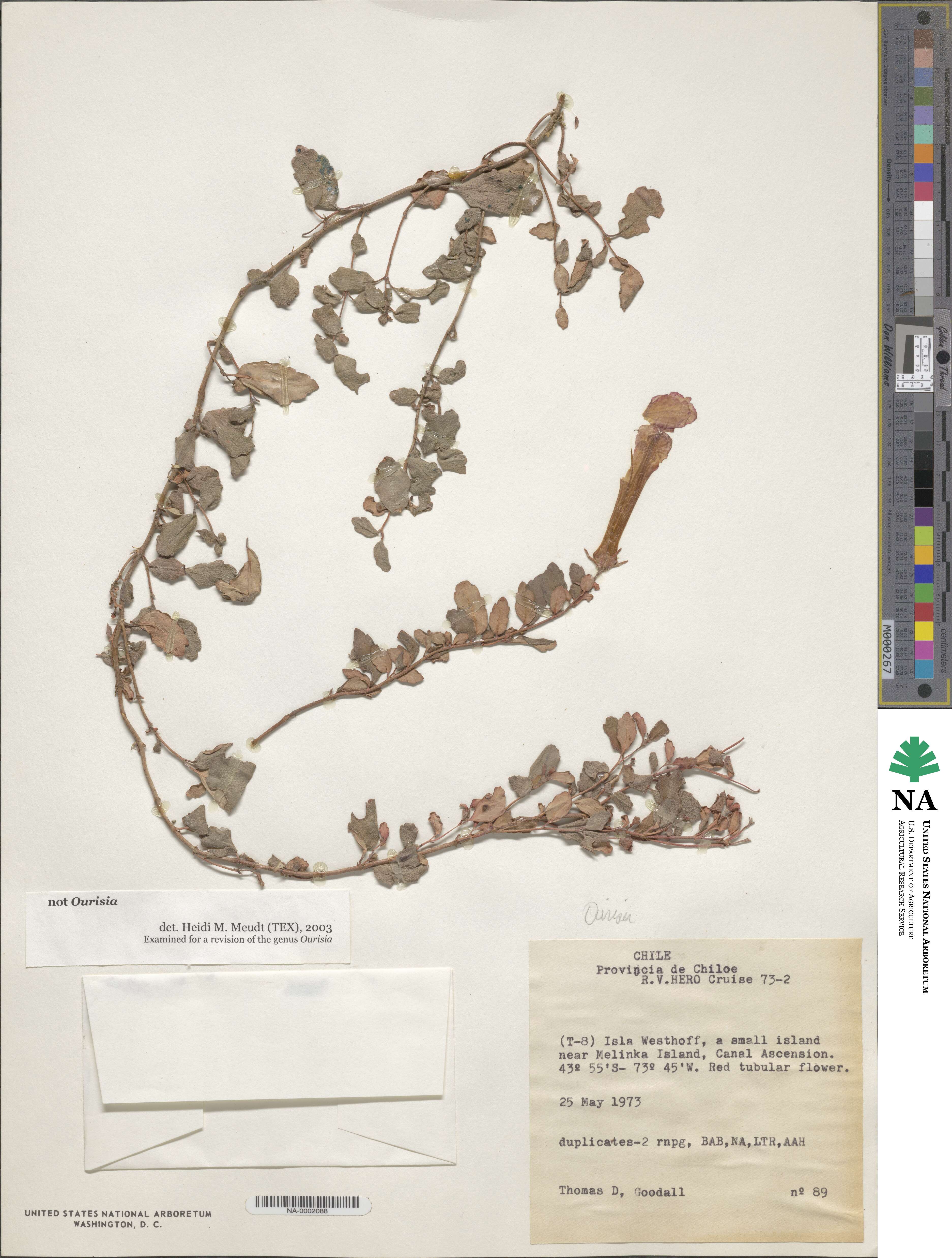Plantaginaceae image