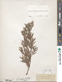 Salix columbiana image