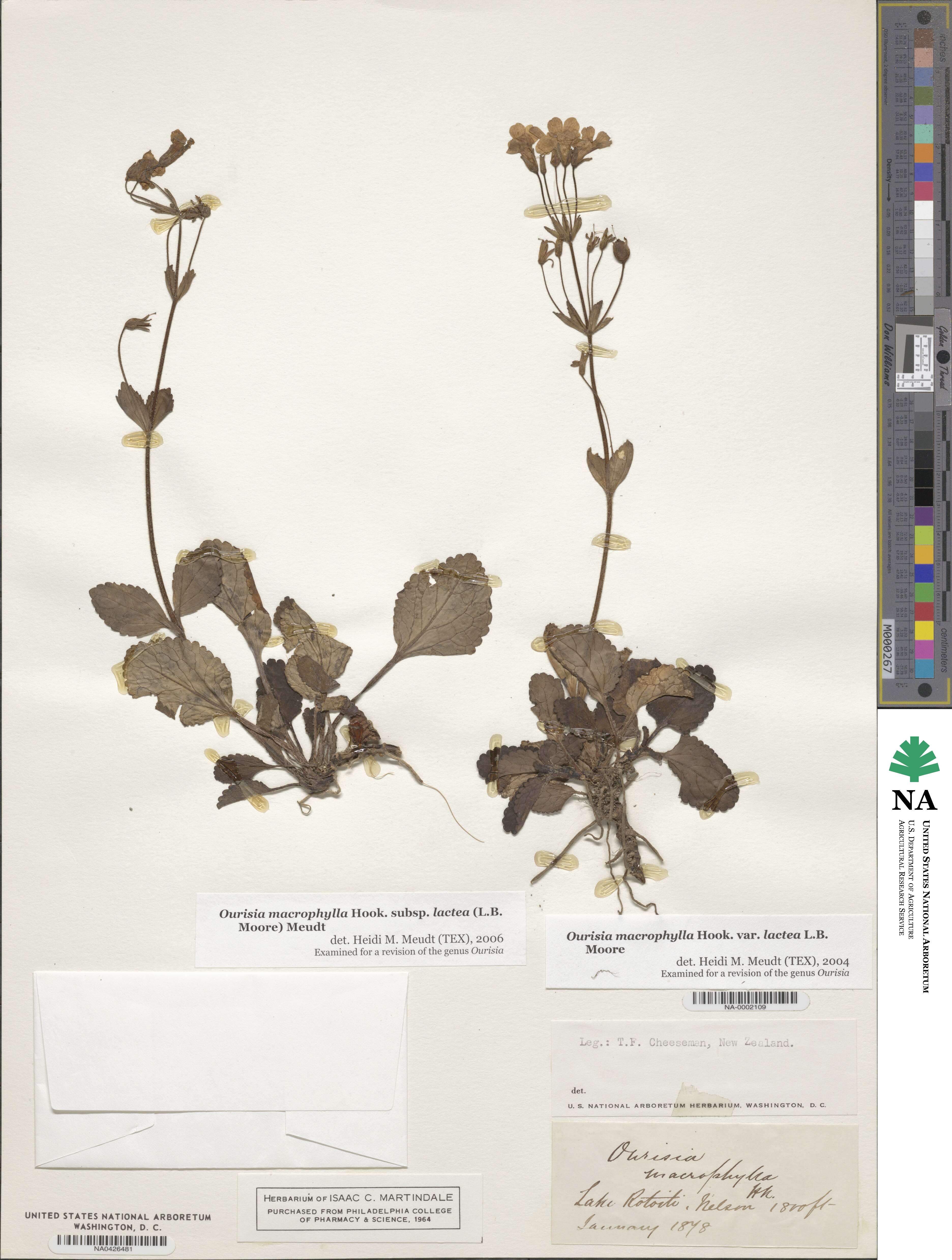 Ourisia macrophylla subsp. lactea image