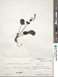 Ourisia ruellioides image