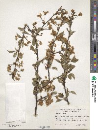 Prunus cerasus image